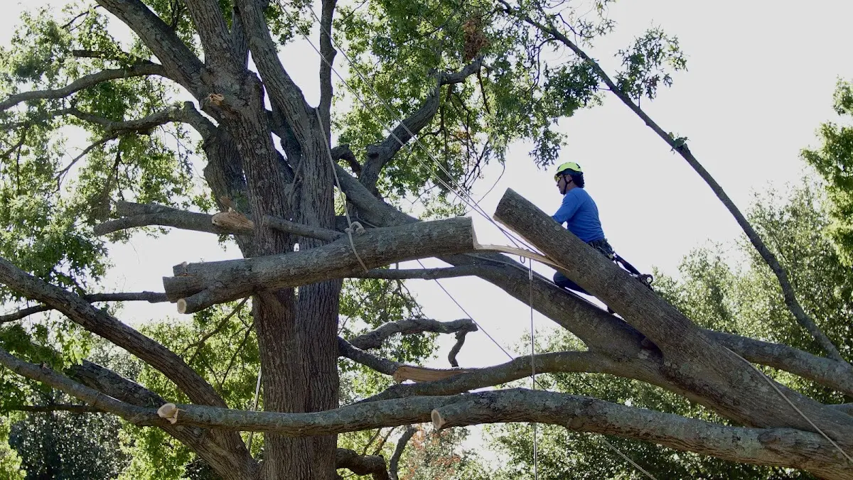 Professional Crown Thinning performed by certified arborists in Bogalusa