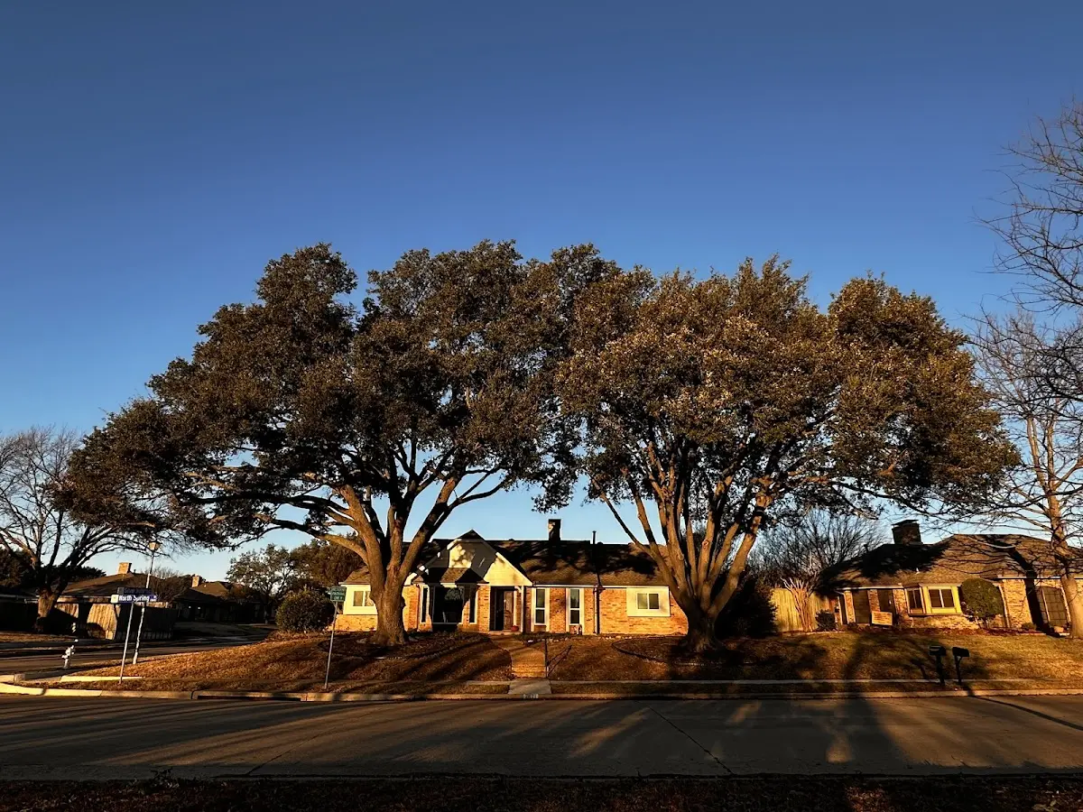 Established residential canopy tree shading a home in Bogalusa